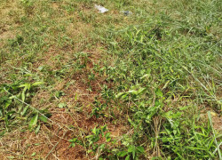 Cần bán đất Củ Chi TPHCM 18.000m2 giá 79ty