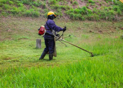 Cắt cỏ, phát hoang khu đất – Nhanh gọn, uy tín tại Đồng Nai