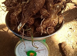 Bán giống khoai môn sáp ruột vàng. Liên hệ: 0937392133 Ms.Hằng