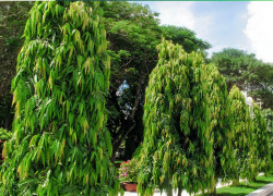 Thi công & cung cấp cây Hoàng Nam Đồng Nai TPHCM Bình Dương