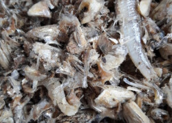 Cung cấp đầu cá cơm khô số lượng lớn 0937392133 Ms.Hằng