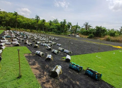 Thi Công Cỏ Gừng Thái – Cỏ Gừng Việt Tại TP.HCM & Đồng Nai 2025