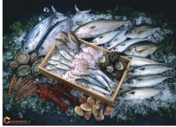 Thủ tục nhập khẩu thủy sản tươi sống để làm thực phẩm