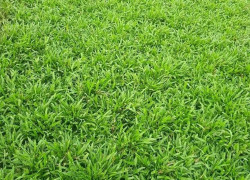 Thi công cỏ lá gừng cỏ nhung cỏ lá gừng Đồng Nai TPHCM