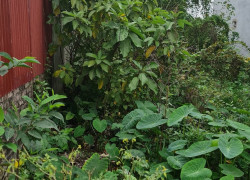 Đất 83m Vân Tra An Dương Hải Phòng