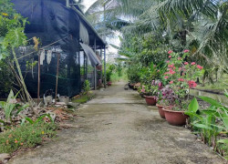 Cần bán gấp đất nền 285m2 Phú Tân, gần chợ Tú Điền – TP Bến Tre, giá cực rẻ