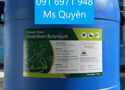 Men Vi sinh Clostridium butyricum 5 tỷ CFU/g của Ấn Độ