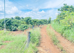 900 triệu có ngay 1,2 sào đất hẻm oto, thuộc ba cản tân hội, đức trọng cũ, lâm đồng