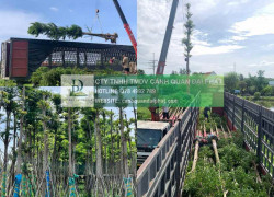 Báo Giá Thi Công Cây Xanh Công Trình Dự Án 2025: Chất Lượng, Tối Ưu Chi Phí