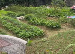 Bán 64m2 đất Nhất Trí Đặng Cương An Dương Hải Phòng