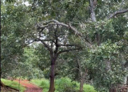 CHÍNH CHỦ  CẦN BÁN 4 MẪU ĐẤT SÁT TRỤC ĐƯỜNG - DT 753  ĐỒNG PHÚ, BÌNH PHƯỚC CHỈ 8 TỶ/MẪU