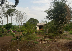 Bán đất trông cây lâu năm huyện Long Thành Tỉnh Đồng Nai