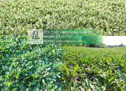 Thi Công Cỏ Nhung Và Cỏ Lá Gừng Cho Công Trình DPL