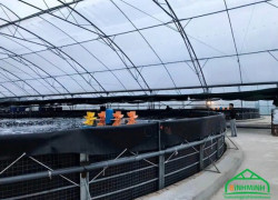 Màng kính Israel - nuôi tôm trong nhà màng kính làm giàu cho bà con