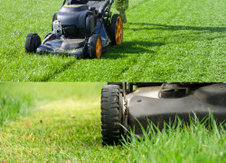 Dịch Vụ Chăm Sóc Cây Xanh Nội Thất & Ngoại Thất Tại TP.HCM