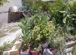 O1720 💖💖 Giảm 800tr! đất Phan Văn Hớn Q12, SHR, Vuông, HXT, 8x18m, 5.x tỷ