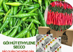 Gói Hút Khí Ethylene Secco Bảo Quản Nông Sản - Ớt Tươi Xuất Khẩu