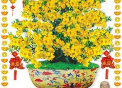 Tranh gạch 3d hoa mai - SLK89