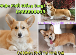 Chuyên phối giống corgi thuần chủng . 0988836803