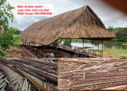 Bán lá dừa nước lợp nhà