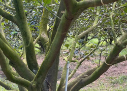 🔥 CHỦ NGỘP CẦN BÁN LÔ ĐẤT THỔ CƯ - SẲN VƯỜN BƯỞI MÀ CHỈ 250 TRIỆU.