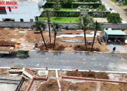 Cung cấp cây dừa công trình SLL đảm bảo chất lượng