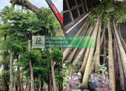 THANH LÝ CÂY XANH CÔNG TRÌNH GIÁ RẺ TẠI ĐỒNG NAI