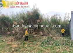 Dịch Vụ Cắt Cỏ Định Kỳ  Tiết Kiệm Ngân sách nhất