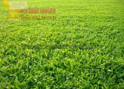 Thi công trồng cỏ tự nhiên chuyên nghiệp ở HCM, Đồng Nai