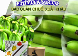 Kiểm Soát Khí Ethylene, Chống Chín Trái Cây với Gói Hút Khí Ethylen Secco 5gam