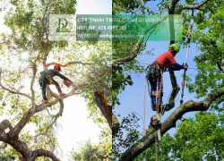 Dịch vụ chăm sóc cây xanh KCN Công nghệ cao TP.HCM