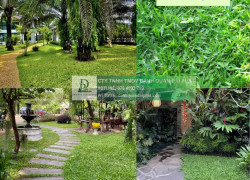 Thi công cây xanh – thảm cỏ công trình tại Đồng Nai, Bình Dương, TPHCM, Vũng Tàu,...
