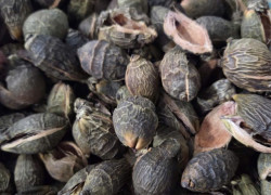 Bán sỉ lẻ vỏ cau khô tại TPHCM