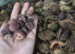 Bán sỉ lẻ hạt cau khô tại TPHCM