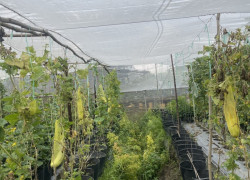 Bán đất HXH Xuân Thới Thượng,Hóc Môn  DT 722 m2 . Giá chỉ 4 tỷ (TL)