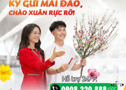 Vietjet triển khai ký gửi mai đào dịp Tết Nguyên đán 2026