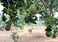 Đất vườn view suối giá rẻ | Gần KDL Thác Trời Xuân Lộc- Đồng Nai | Đầu tư sinh lợi ngay