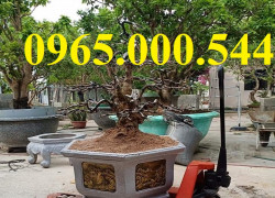 Giá xe nâng cây cảnh tại Hà Nội