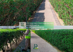 Cắt tỉa cây xanh Đồng Nai đúng tiêu chuẩn, an toàn