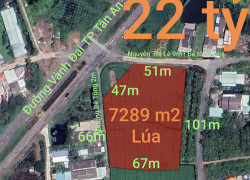Bán gấp lô đất lúa chuyển thổ đường Vành Đai Tân An giá 22 tỷ