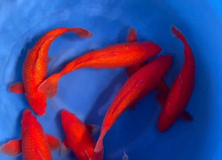 Bán Cá chép Koi siêu đẹp và to tại tp đà lạt 0909164448