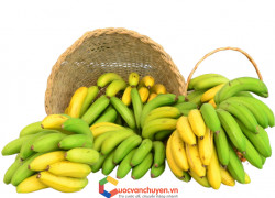 Thủ tục xuất khẩu chuối tươi