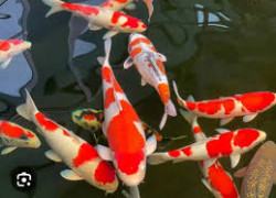 Bán cá Koi to đẹp vf đủ màu săc tại đà lạt:0909164448