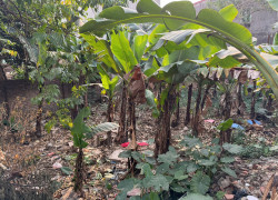 Bán gấp lô đất 250 m2 sát khu Trung tâm triển lãm Đông Anh giá 17 tỷ