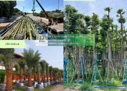 Cung cấp cây xanh thảm cỏ trọn gói công ty nhà xưởng nhà máy