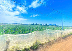 6 sào hẻm DH2 n'thôn hạ, đức trọng cũ, lâm đồng