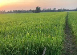 BÁN ĐẤT NÔNG NGHIỆP 5311M2 ĐƯỜNG BÀ MIÊU , TÂN NHỰT , BÌNH CHÁNH