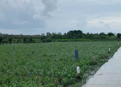 Bán gấp đất nền thổ cư Bà Lẫy Sổ sẵn công chứng ngay