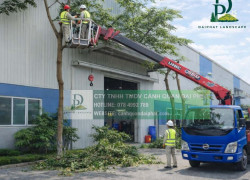 Dịch vụ chăm sóc cây xanh định kỳ cho công ty nhà xưởng 2 3 lần/tuần