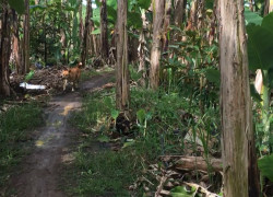 Bán 11000m2 đất thanh bình trảng bom